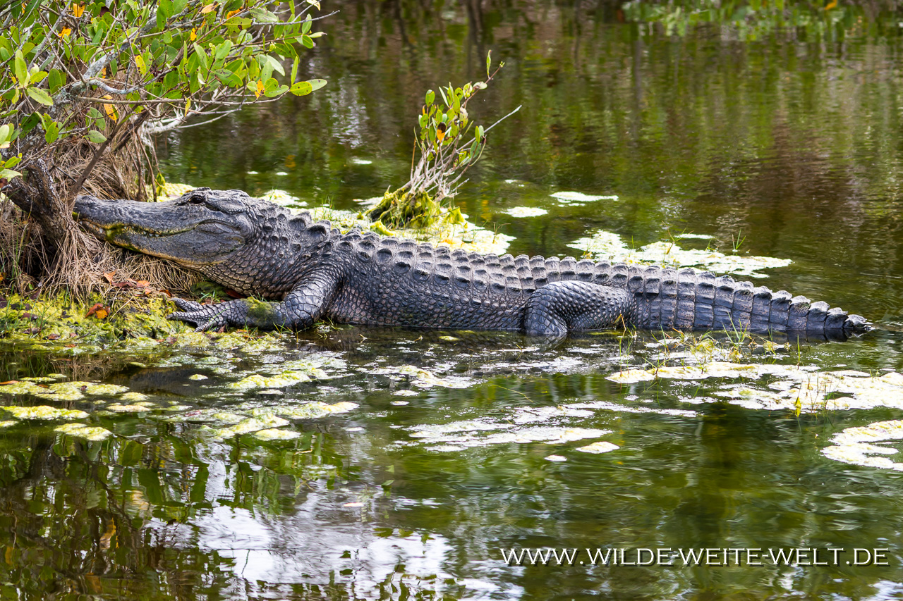 Alligator-Okefenokee-National-Wildlife-Refuge-Georgia-61 Alligators [Special]