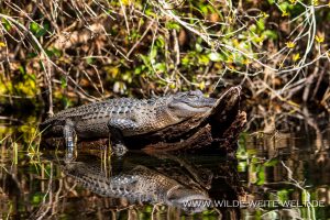 Alligator-Okefenokee-National-Wildlife-Refuge-Georgia-2-300x200 Alligator