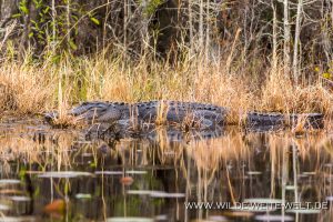 Alligator-Okefenokee-National-Wildlife-Refuge-Georgia-22-300x200 Alligator