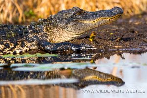 Alligator-Okefenokee-National-Wildlife-Refuge-Georgia-38-300x200 Alligator