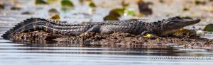 Alligator-Okefenokee-National-Wildlife-Refuge-Georgia-58-300x92 Alligator