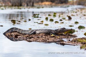 Alligator-Okefenokee-National-Wildlife-Refuge-Georgia-61-300x200 Alligator