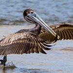 Brown-Pelican-Puntas-Lobos-Todos-Santos-Baja-California-Süd-10 Pelicans [Special]