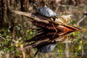 Gelbwangenschildkröte-Okefenokee-National-Wildlife-Refuge-Georgia-6-300x200 Gelbwangenschildkröte