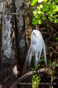 Great-Egret-HP-Williams-Picknick-Area-Big-Cypress-National-Preserve-Florida-200x300 Great Egret
