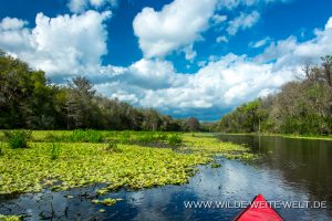 Ichetucknee-River-Ichetucknee-Springs-State-Park-Florida-10-1-300x200 Ichetucknee River