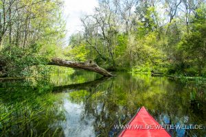 Ichetucknee-River-Ichetucknee-Springs-State-Park-Florida-3-300x200 Ichetucknee River