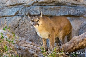 Mountain-Lion-Living-Desert-Zoo-and-Botanical-Garden-Carlsbad-New-Mexico-3-300x200 Mountain Lion