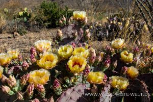 Opuntia-Glen-Springs-Road-Big-Bend-National-Park-Texas-7-300x200 Opuntia