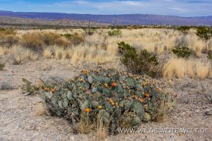 Opuntia-Pine-Canyon-Big-Bend-National-Park-Texas-5-300x200 Opuntia