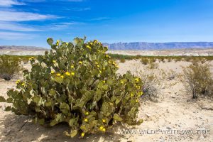 Opuntia-River-Road-Big-Bend-National-Park-Texas-300x200 Opuntia