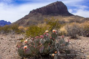 Opuntia-with-Nugent-Mountain-Pine-Canyon-Big-Bend-National-Park-Texas-2-300x200 Opuntia with Nugent Mountain