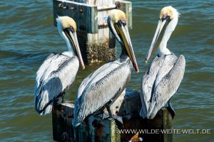 Pelicans-Cedar-Key-Florida-10-300x200 Pelicans