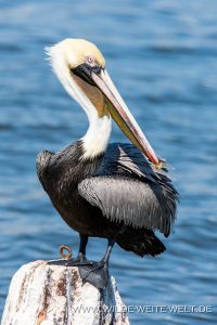 Pelicans-Cedar-Key-Florida-20-200x300 Pelicans