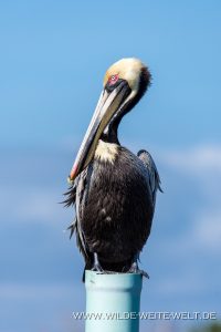 Pelicans-Cedar-Key-Florida-24-200x300 Pelicans
