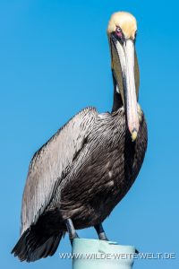 Pelicans-Cedar-Key-Florida-28-200x300 Pelicans