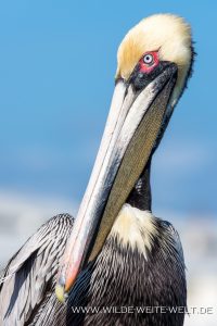Pelicans-Cedar-Key-Florida-29-200x300 Pelicans