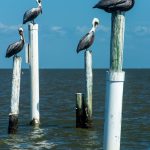 Brown-Pelican-Puntas-Lobos-Todos-Santos-Baja-California-Süd-10 Pelicans [Special]