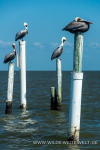 Pelicans-Cedar-Key-Florida-5-200x300 Pelicans