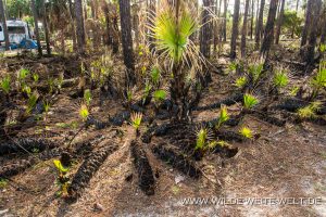 Serenoa-repens-nach-Brand-St.-Joseph-Peninsula-State-Park-Florida-300x200 Serenoa repens nach Brand