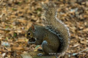 Squirrel-Manatee-Springs-State-Park-Florida-2-300x200 Squirrel