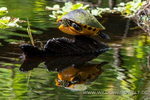 Turtle-Corkscrew-Swamp-Sanctuary-Florida-3-300x200 Turtle