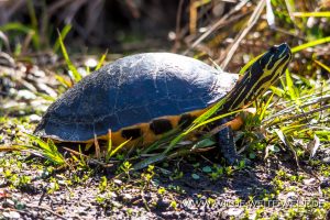 Turtle-Juniper-Creek-Ocala-National-Forest-Florida-2-300x200 Turtle