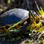 Turtles-Ichetucknee-Springs-State-Park-Florida-17-1 Turtles - Schildkröten [Special]