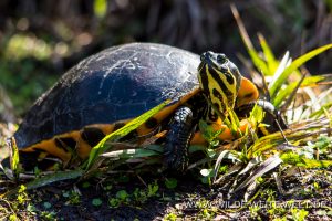 Turtle-Juniper-Creek-Ocala-National-Forest-Florida-5-300x200 Turtle