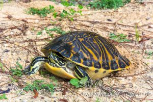 Turtle-Ocala-National-Forest-Florida-2-300x200 Turtle