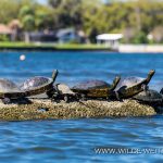 Turtles-Ichetucknee-Springs-State-Park-Florida-17-1 Turtles - Schildkröten [Special]