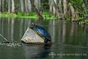 Turtles-Ichetucknee-Springs-State-Park-Florida-10-1-300x200 Turtles
