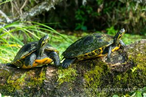 Turtles-Ichetucknee-Springs-State-Park-Florida-13-300x200 Turtles