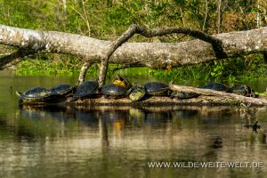 Turtles-Ichetucknee-Springs-State-Park-Florida-16-300x200 Turtles