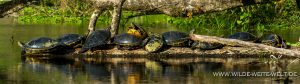 Turtles-Ichetucknee-Springs-State-Park-Florida-17-1-300x84 Turtles
