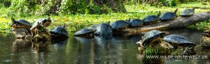 Turtles-Ichetucknee-Springs-State-Park-Florida-2-300x92 Turtles