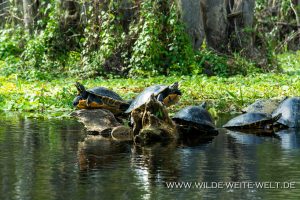 Turtles-Ichetucknee-Springs-State-Park-Florida-3-300x200 Turtles