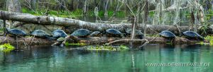 Turtles-Ichetucknee-Springs-State-Park-Florida-4-1-300x102 Turtles