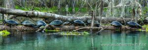 Turtles-Ichetucknee-Springs-State-Park-Florida-4-300x102 Turtles