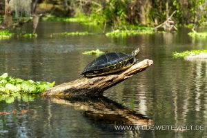 Turtles-Ichetucknee-Springs-State-Park-Florida-7-300x200 Turtles