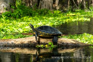 Turtles-Ichetucknee-Springs-State-Park-Florida-8-300x200 Turtles