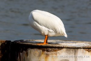 White-Pelican-Galveston-Ferry-Texas-8-300x200 White Pelican