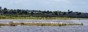 White-Pelicans-Canaveral-National-Seashore-Florida-2-300x109 White Pelicans