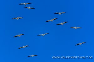 White-Pelicans-Marco-Island-Florida-4-300x200 White Pelicans