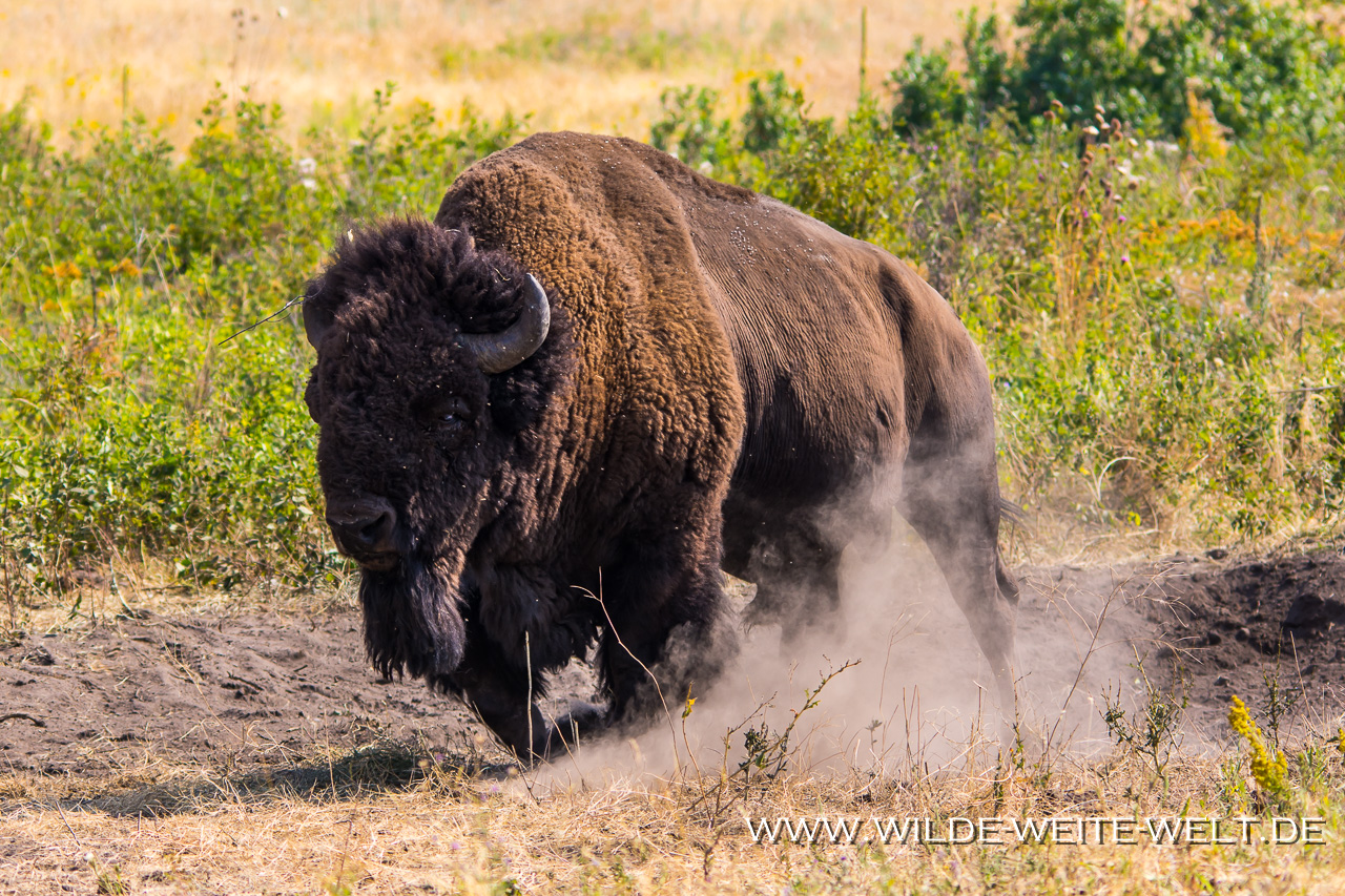 Bison-National-Bison-Range-Dixon-Montana-11 National Bison Range, Bighorn Sheep, Bald Eagle & other Wildlife [Montana & Idaho]