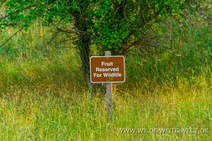 Fruit-Reserved-for-Wildlife-Kootenai-National-Wildlife-Refuge-Bonners-Ferry-Idaho-2-300x200 Fruit Reserved for Wildlife