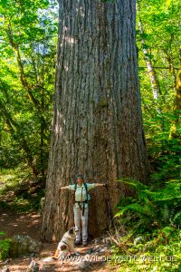 Giant-Douglas-Fir-Alpine-Lakes-Wilderness-Snoqualmie-National-Forest-Washington-200x300 Giant Douglas Fir