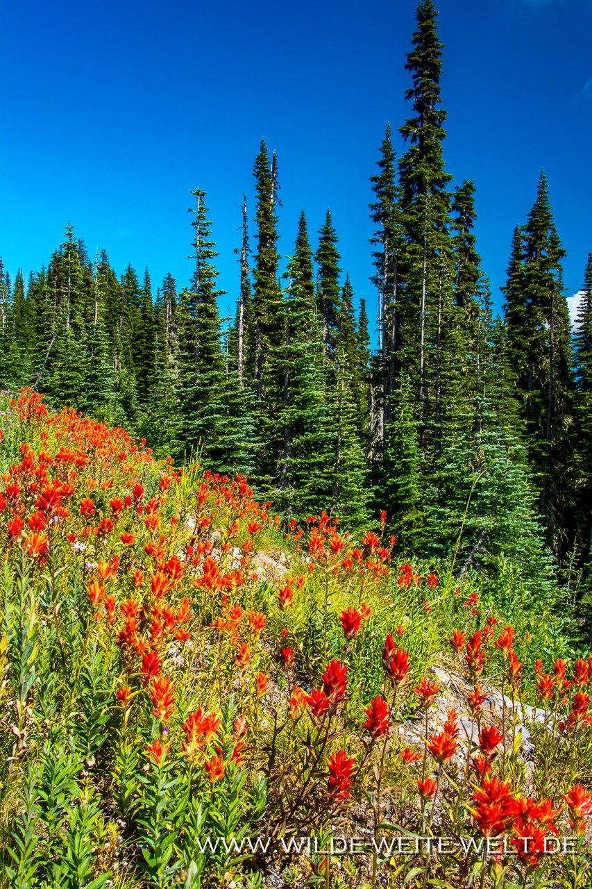 Mt.-Rainier-and-Wildflowers-Stevens-Canyon-Road-Mt.-Rainier-National-Park-Washington-4 Mount Rainier National Park [Washington]