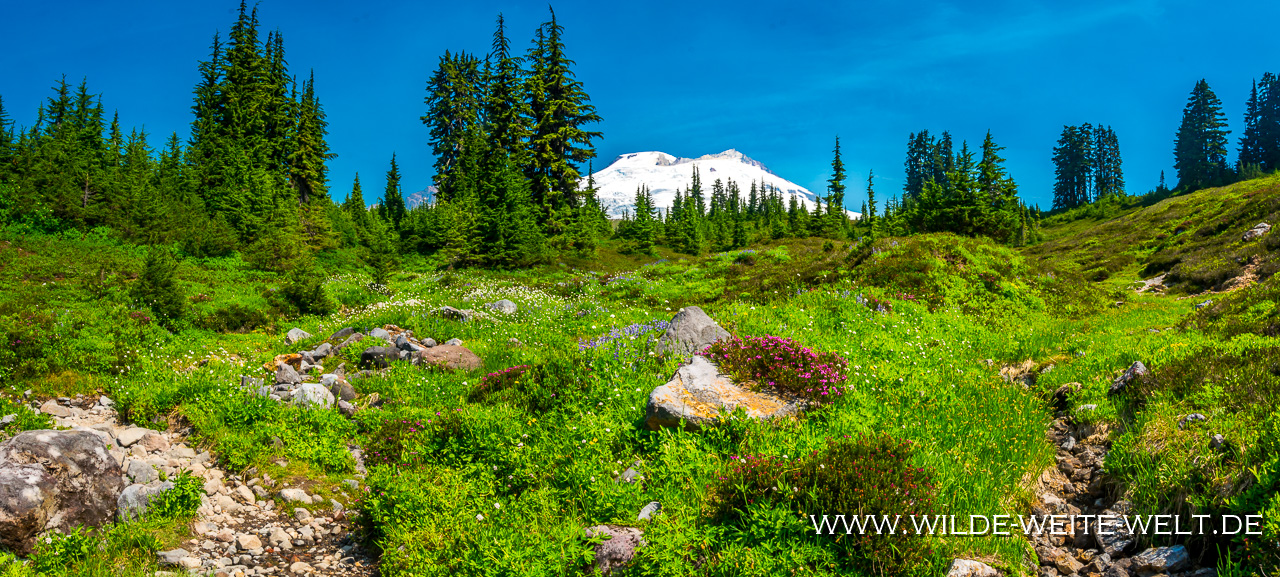 Mt.-Baker-and-Lupines-Mt.-Baker-National-Recreation-Area-Washington-8 Mount Baker [Washington]