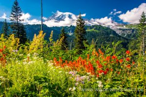 Mt.-Rainier-and-Wildflowers-Stevens-Canyon-Road-Mt.-Rainier-National-Park-Washington-4-300x200 Mt. Rainier and Wildflowers